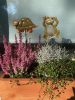 Fém beszúró béka, teknős