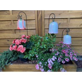 Nagy méretű kerti harangvirág