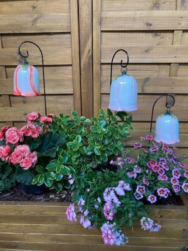 Nagy méretű kerti harangvirág