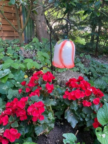 Nagy méretű kerti harangvirág