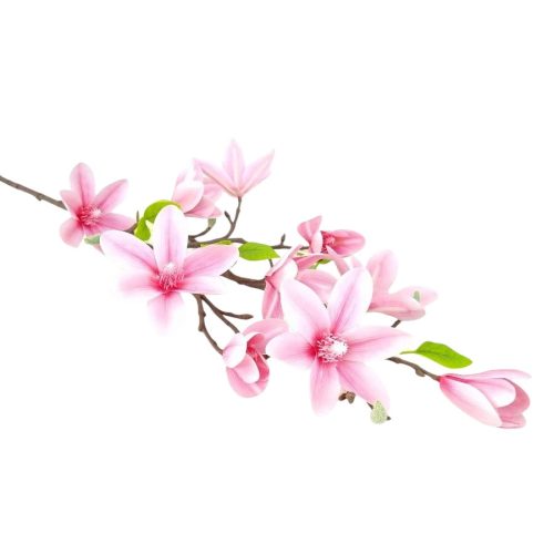 Magnólia - rózsaszín