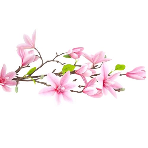 Magnólia - rózsaszín