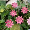 Kerámia virág - Lewisia (dohánygyökér)