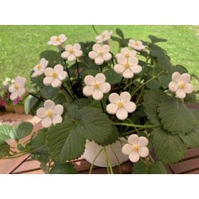 Eper virág - kerámia virág