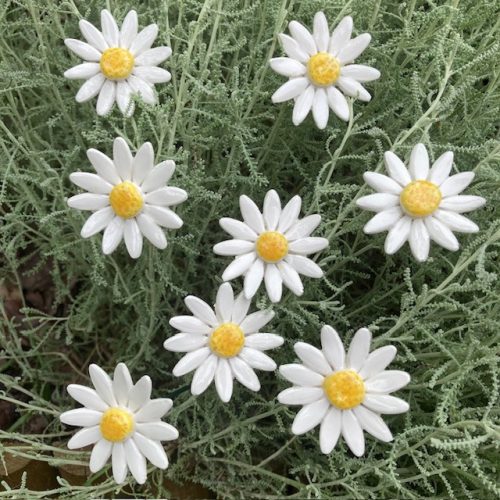 Réti margaréta - kerámia virág