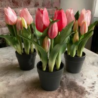 Tavaszi műnövények